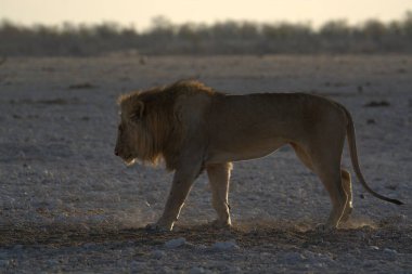 Aslan etkin Milli Parkı'nda