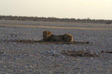 Kenya savanındaki aslan