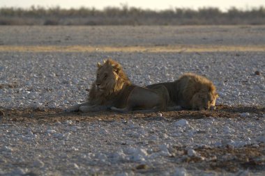 Namibya 'daki Etoşa Milli Parkı' nda vahşi aslan.