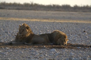 Kumda bir aslanın yakın çekimi.