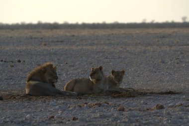 Etoşa Ulusal Parkı, Namibya 'da kuru bir zeminde aslanlar.