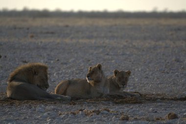 Etoşa Ulusal Parkı 'nda aslanlar