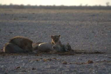 Namibya 'da vahşi hayvanlar.