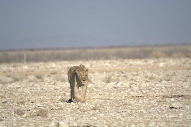 Güzel vahşi Afrika savanası Vahşi yaşam