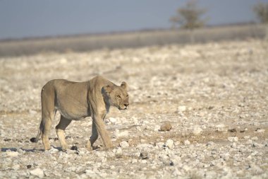 Savanadaki vahşi aslan