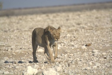 Çölde kumların üzerinde yürüyen güzel bir vahşi kedi.