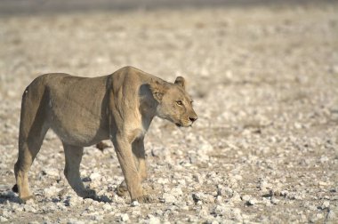 Namibya 'daki vahşi aslan