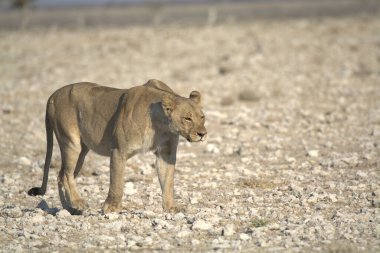 Namibya 'da çölde yürüyen dişi bir beyaz aslan.