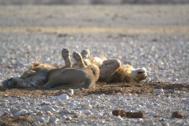 Kuru çölde uyuyan vahşi bir aslan.