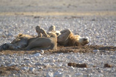 Afrika çölünde vahşi bir Afrika aslanı