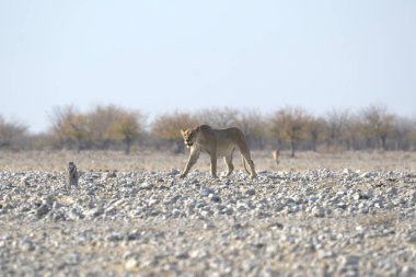 Namibya 'da Etoşa aslanı