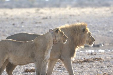 Aslanlar Savannah bir çift