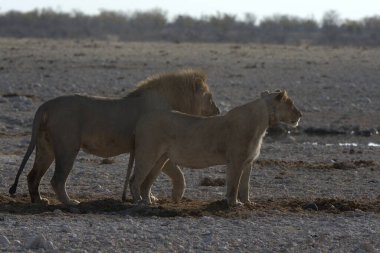 Genç aslan çölde yürüyor.