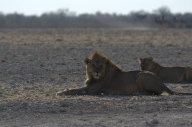 Savanadaki Afrikalı aslanlar