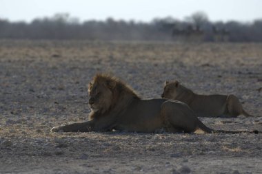Etoşa Ulusal Parkı, Namibya 'da bir grup aslan..