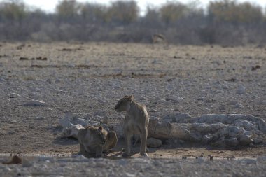 Çölde bir grup hayvan.