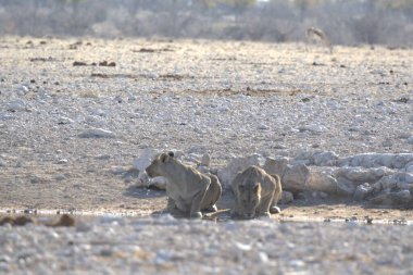 Güney Afrika 'daki Kruger Ulusal Parkı' ndaki beyaz aslan.