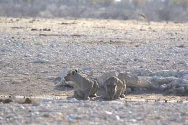 Çölde bir çift aslan.