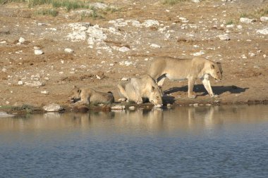 İsrail 'in kuzeyindeki dağlarda vahşi keçiler