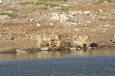 Sudaki vahşi hayvan sürüsü.
