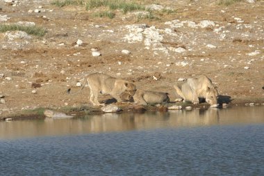 Sudaki aslan. hayvanlar