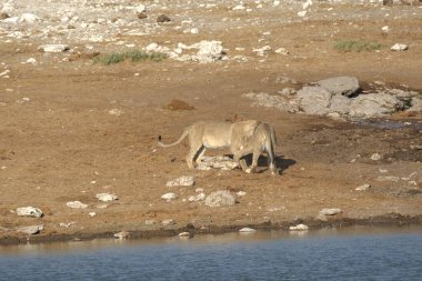 Hayvanat bahçesindeki Afrika aslanı.