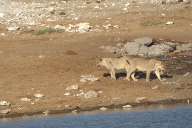 Afrika, Namibya 'daki Etoşa' da bir delikten aslan içme suyu.