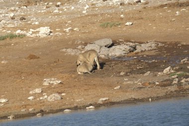 Sudaki vahşi bir aslan.