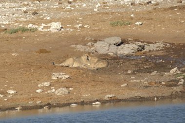 Kenya savanındaki aslan