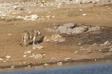Afrikalı vahşi hayvanlar, doğa geçmişi, hayvanlar ve hayvanlar.