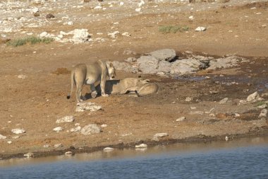 Vahşi Afrika aslanı.