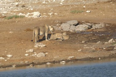 Vahşi bir Afrika fili su içiyor.