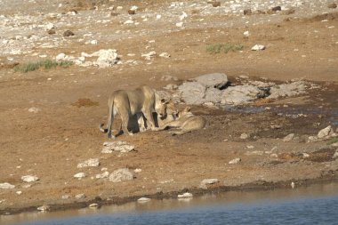 Kenya bozkırında bir aslan