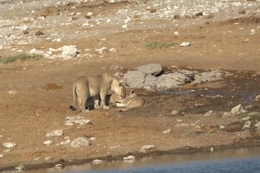 Çölde bir koyun sürüsü