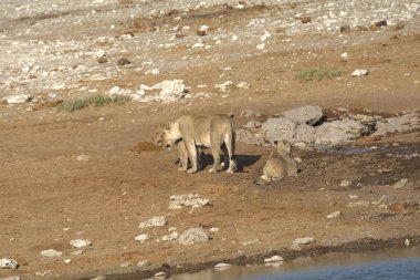 Hayvanat bahçesinde bir çift beyaz saçlı köpek.