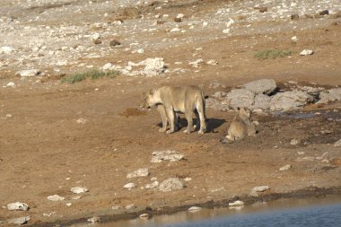 Kuru kumda dinlenen iki aslan.