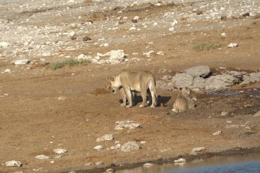 Savanadaki su birikintisinde vahşi aslanlar