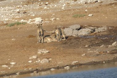 Su birikintisindeki aslan ailesi.
