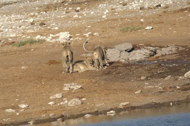Savanadaki bir grup vahşi hayvan.