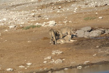 Sahilde bir keçi sürüsü