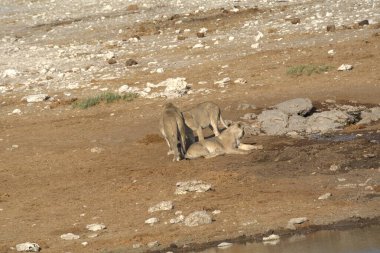 Vahşi hayvanlar, seçici odaklanma