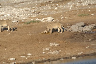 Suda bir grup aslan var.