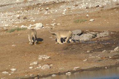 Afrika savanındaki yolda aslan var.