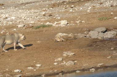 Vahşi hayvanlar, seçici odaklanma