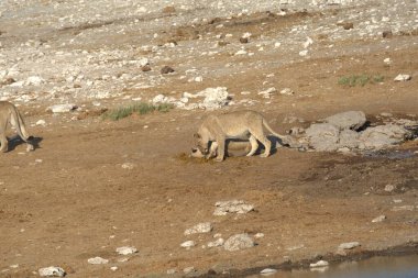 Sudan su içen şirin bir yavru aslanın yakın plan fotoğrafı.