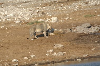 Vahşi doğada eşek, hayvanlar