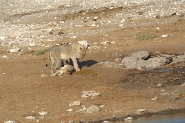 Çöldeki şirin beyaz bir köpeğin yakın plan fotoğrafı.