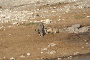 Vahşi hayvanlar, seçici odaklanma