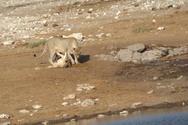 Dağlarda bir keçi sürüsü