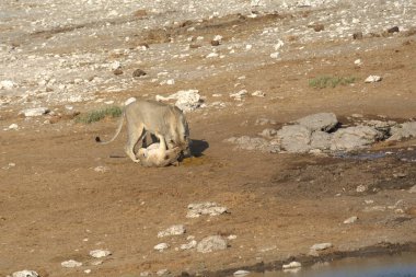 Savananın vahşi aslanı
